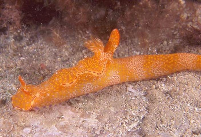 Image of Ceratosoma tenue.